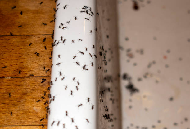 Best Spider Control Near Me  in Northfield, NJ